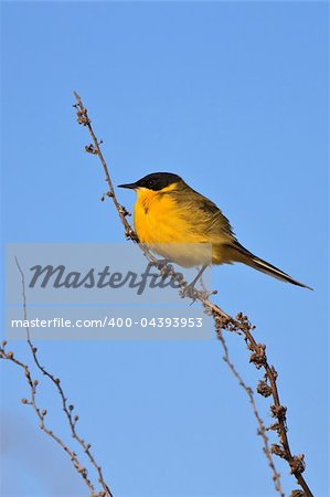 yellow wagtail warble on a tree twig