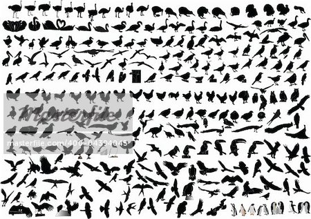 hundreds of birds collection - vector