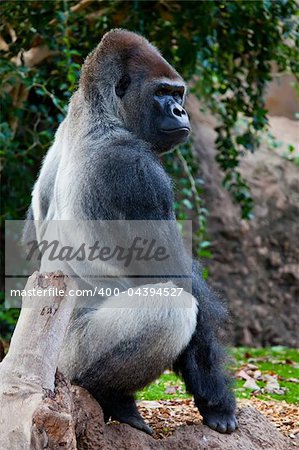 a big gorilla silver back male in the zoo