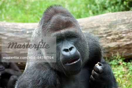 A male Gorilla in the Burgers Zoo in Holland