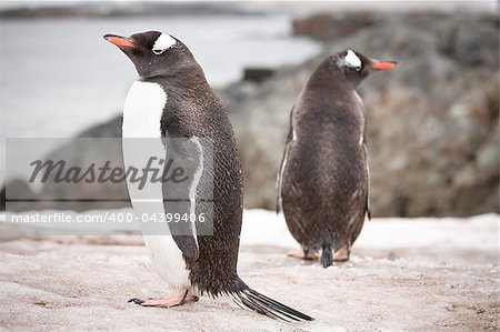 penguins standing on the rocks in the Antarctic