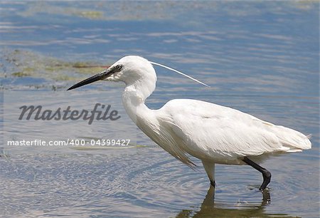 Little Egret on river Danube, Egretta garzetta