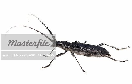 Longhorn beetle, Cerambyx scopolii isolated on white background, texture