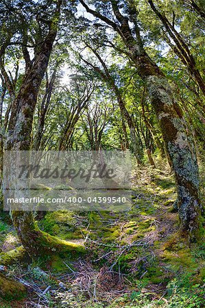 Fisheye shot of a beech forest in the Wilkin Valley of New Zealand.