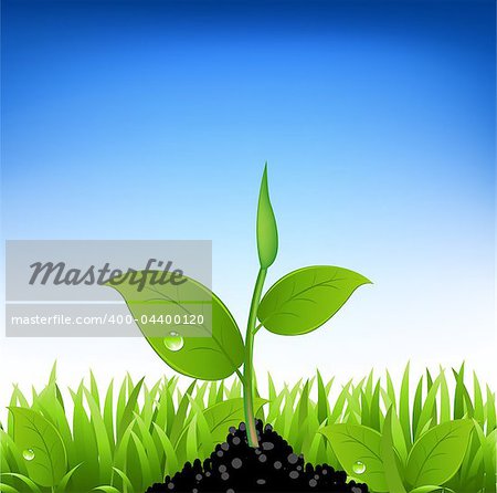 Green Grass And Young Plant, Vector Illustration