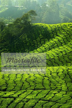 Plantations de thé à Cameron Highlands, Malaisie.