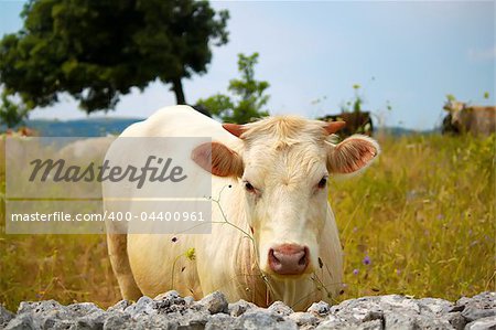 Photo of white cow on meadow