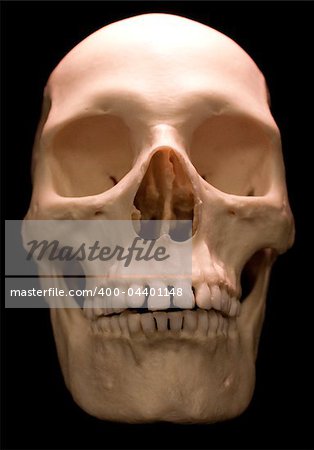 Human skull - bone head dead teeth spooky scary pirate isolated evil