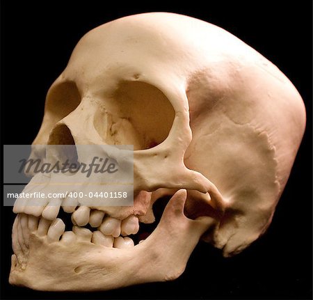 Human skull - bone head dead teeth spooky scary pirate isolated evil