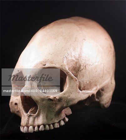 Human skull - bone head dead teeth spooky scary pirate isolated evil