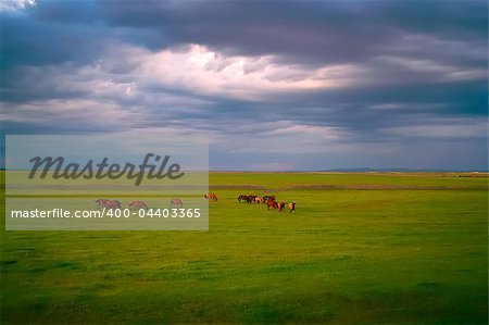Horses in grassland of Hulun Buir League of Inner-Mongolia, China