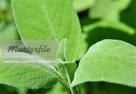 Sage (Salvia officinalis)