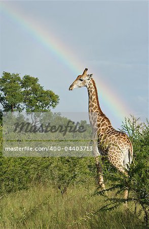 A giraffe stands under a lovely rainbow in the African wilderness