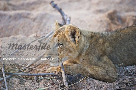 A young lion cub stalking something in a dry riverbed in the Greater Kruger National Park, South Africa