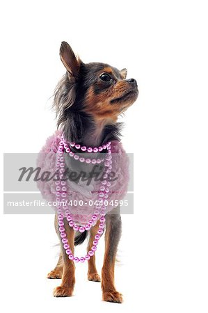 elegant chihuahua dressed in front of white background