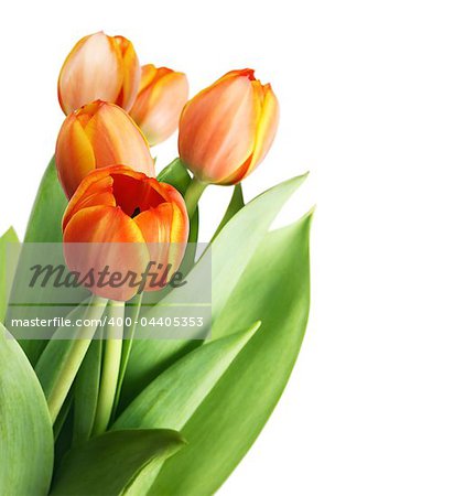 Beautiful orange tulips isolated on white background.Shallow focus