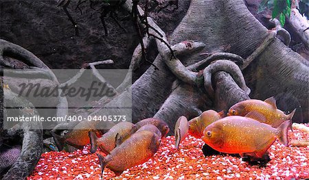 a group of piranha fish in water