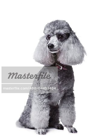 Portrait of obedient small gray poodle with  collar on isolated white background