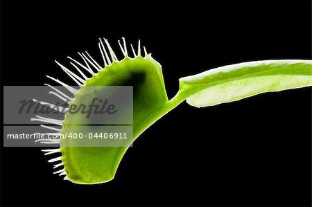 Venus flytrap (dionaea muscipula) eating a fly.