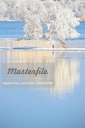 winter trees covered with frost