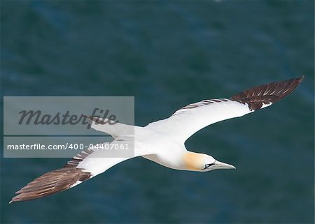 Gannet A Beautiful sea bird in flight