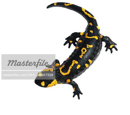 Fire Salamander, Salamandra maculosa, Salamandra salamandra isolated on white background