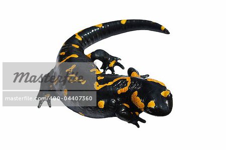 Fire Salamander, Salamandra maculosa, Salamandra salamandra isolated on white background