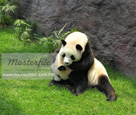 two pandas playing