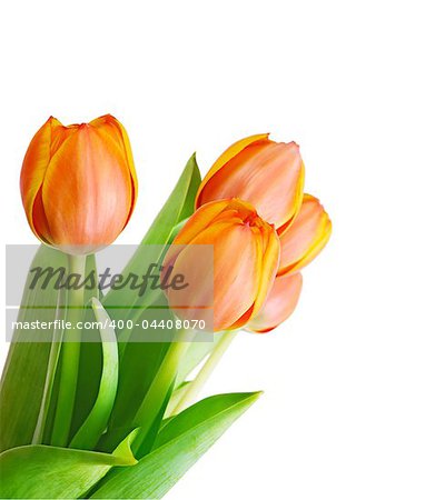 Beautiful orange tulips isolated on white background.Shallow focus