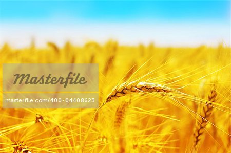 Golden wheat field with blue sky in background