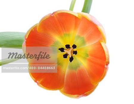 Beautiful orange tulip isolated on white background