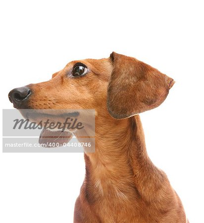 dachshund looking to a side