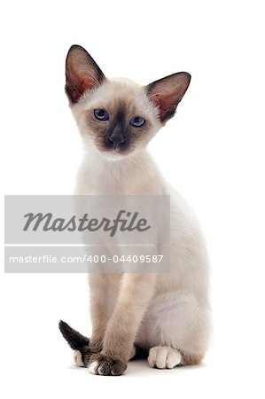 beautiful purebred siamese kitten in front of white background