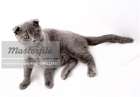 Cat on white background, Maine Coon