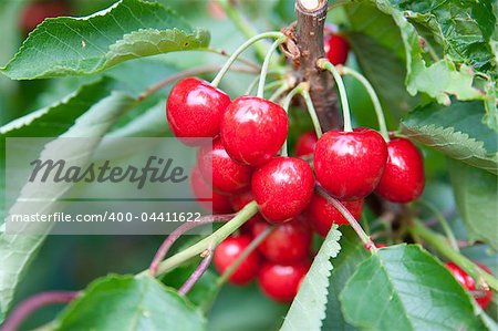 Cherries on a branch