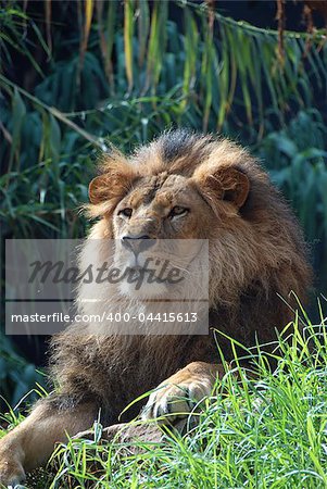 portrait of an african lion, close up, king power