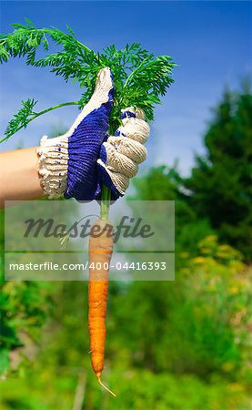 hand holding bunch of fresh carrots in garden. sunny day