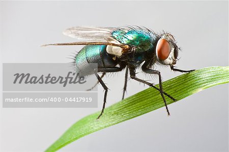 house fly in extreme close up sitting on green leaf. Picture taken before grey background.