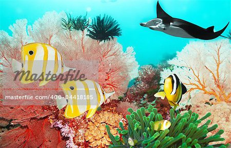 Underwater world with manta, coral reef and fishes