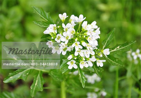 Watercress (Nasturtium officinale)