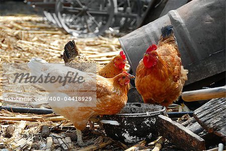 golden brown hens and cockerel in rustic farm yard drinking water outdoors