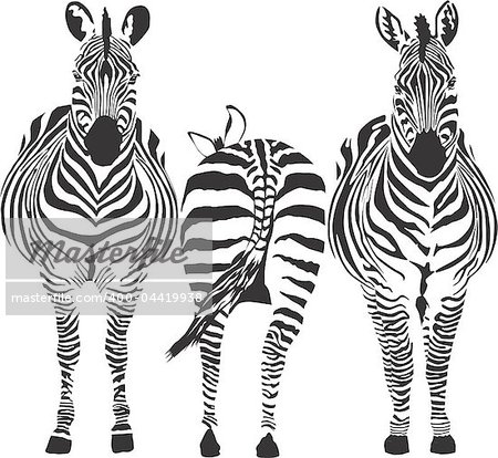 illustration of three zebras, two front, one rear