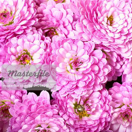 Beautiful magenta chrysanthemum flower autumn vivid background