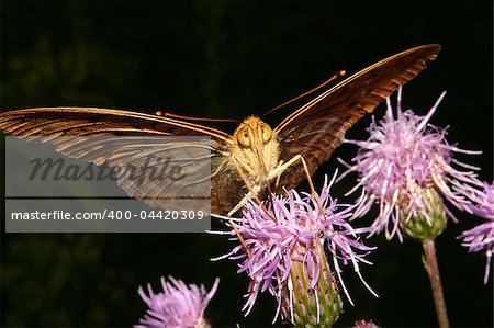 Silver-washed Fritillary (Argynnis paphia) on a plant, Portrait