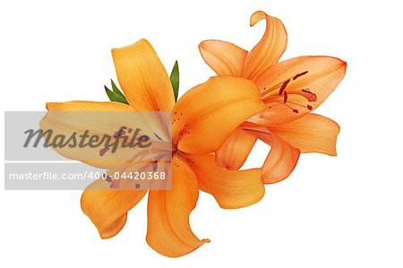 orange lilies are isolated against the white background