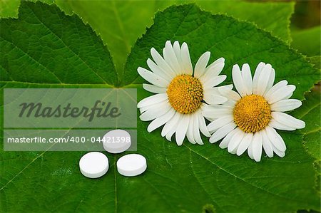 Pills with chamomile flower lying on leaf in garden