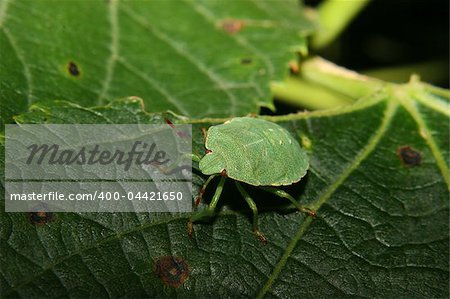 Larva of a Green shield bug (Palomena prasina) on a plant