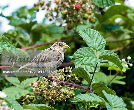 House Sparrow on bramble hedge