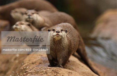 A group of Oriental Short-Clawed Otters on a river bank