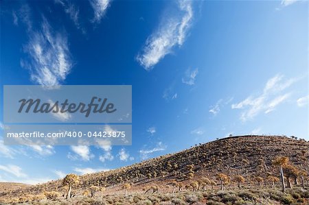 Dry landscape with rare trees quiver in South Africa - Vertical - Copy Space